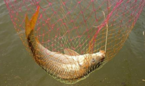 秋天釣鯉魚用什么餌料？秋天釣鯉魚餌料配方