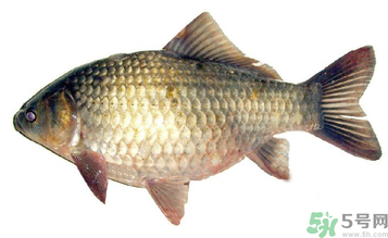 秋天釣鯽魚用什么餌料？秋天釣鯽魚用什么味餌？