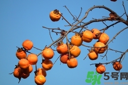 脆柿子是怎么做好吃？脆柿子的制作方法