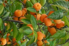 坐月子能吃脆柿子嗎？脯乳期可以吃脆柿子嗎？