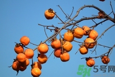 軟柿子和硬柿子能經(jīng)常吃嗎？脆柿子和軟柿子的區(qū)別