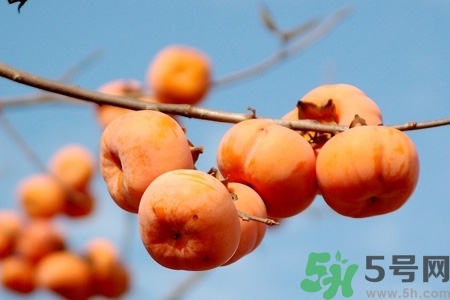 軟柿子和硬柿子能經(jīng)常吃嗎？脆柿子和軟柿子的區(qū)別
