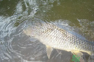 秋天釣魚用腥還是香？秋天釣魚用什么味型餌料？