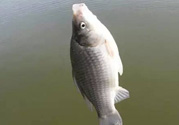 秋天釣鯽魚用什么餌料？秋天釣鯽魚用什么味餌？
