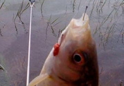 秋天釣魚用腥還是香？秋天釣魚用什么味型餌料？