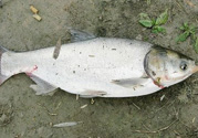 十月份可以釣魚嗎？十月份釣魚用什么餌料？