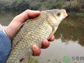 十月份釣鯽魚用什么餌？十月份釣鯽魚用什么餌料好？