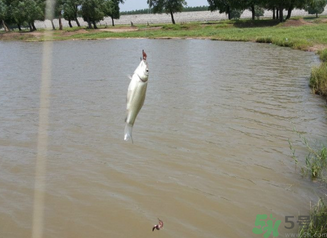 秋天釣魚深水還是淺水？秋天釣魚釣深水還是淺水？