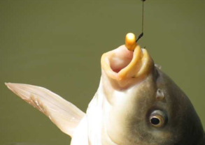 秋天釣魚用什么小藥？秋天釣魚小藥搭配