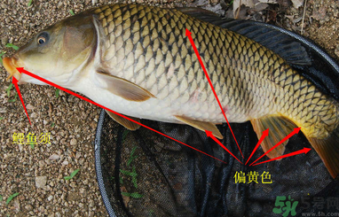 秋天釣鯉魚(yú)用什么小藥？秋天黑坑釣鯉魚(yú)用什么小藥？