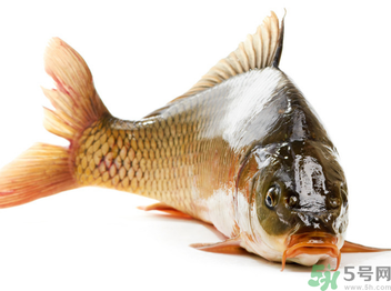 秋天釣鯉魚(yú)用什么小藥？秋天黑坑釣鯉魚(yú)用什么小藥？