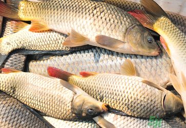 秋天釣鯉魚(yú)用什么小藥？秋天黑坑釣鯉魚(yú)用什么小藥？