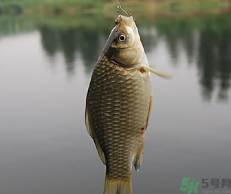 秋天黑坑釣鯽魚用什么餌料？秋天黑坑釣鯽魚餌料配方