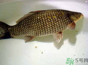 秋天黑坑釣鯽魚用什么餌料？秋天黑坑釣鯽魚餌料配方