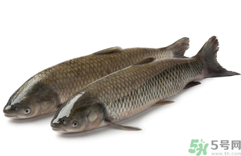 十月份草魚好釣嗎？十月份怎么釣草魚？