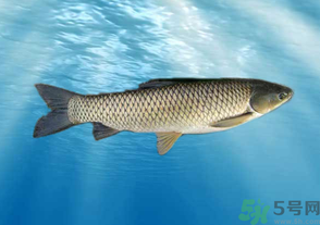 十月份草魚好釣嗎？十月份怎么釣草魚？