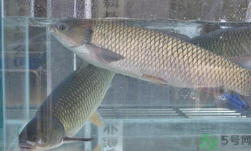 十月份草魚好釣嗎？十月份怎么釣草魚？