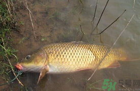 十月份可以釣鯉魚嗎？十月份釣鯉魚用什么餌？