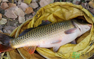 十月份可以釣鯉魚嗎？十月份釣鯉魚用什么餌？