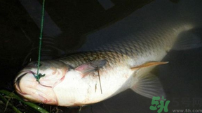 十月份可以釣鯉魚嗎？十月份釣鯉魚用什么餌？