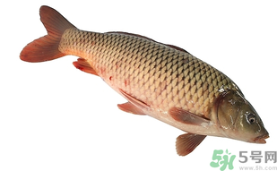 十月份可以釣鯉魚嗎？十月份釣鯉魚用什么餌？