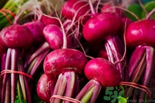 甜菜是蘿卜嗎？甜菜和蘿卜的區(qū)別