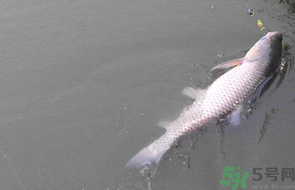秋天釣草魚用什么餌？秋季釣草魚用什么餌最好？ 