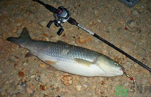 秋天釣草魚用什么餌？秋季釣草魚用什么餌最好？ 