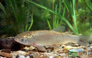 秋天釣草魚用什么餌？秋季釣草魚用什么餌最好？ 