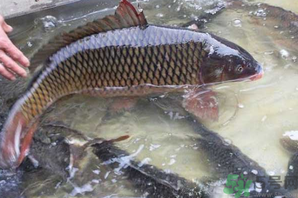 用玉米粒怎么釣鯉魚？玉米粒怎么泡制釣魚餌料？