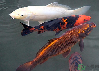 用玉米粒怎么釣鯉魚？玉米粒怎么泡制釣魚餌料？