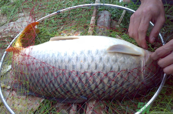 用玉米粒怎么釣鯉魚？玉米粒怎么泡制釣魚餌料？