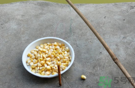 玉米粒怎么釣魚？怎么用玉米粒釣魚？