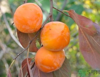 黃柿子和紅柿子有什么區(qū)別？紅柿子和黃柿子哪個好？