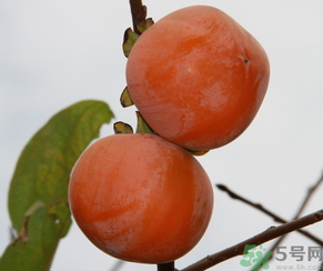 黃柿子和紅柿子有什么區(qū)別？紅柿子和黃柿子哪個好？