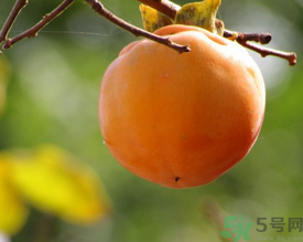 黃柿子和紅柿子有什么區(qū)別？紅柿子和黃柿子哪個好？