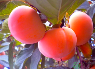 黃柿子和紅柿子有什么區(qū)別？紅柿子和黃柿子哪個好？