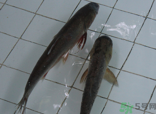 釣的魚在家怎么養(yǎng)活？釣的魚怎么保持不死？