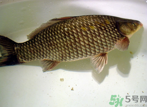 釣的魚死了還能吃嗎？釣的魚死了怎么處理？