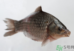 釣的魚死了還能吃嗎？釣的魚死了怎么處理？