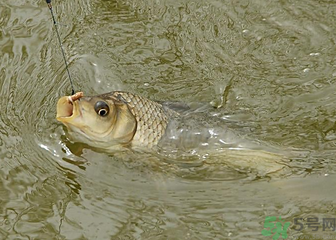 釣的魚死了還能吃嗎？釣的魚死了怎么處理？