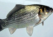 釣的魚在家怎么養(yǎng)活？釣的魚怎么保持不死？