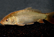 用玉米粒怎么釣鯉魚？玉米粒怎么泡制釣魚餌料？