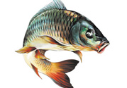 秋天釣鯉魚用什么小藥？秋天黑坑釣鯉魚用什么小藥？