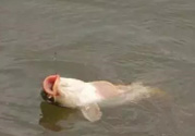 十月份怎么釣鯽魚？十月份怎么釣鯉魚？
