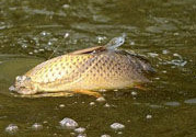 十月份可以釣鯉魚嗎？十月份釣鯉魚用什么餌？