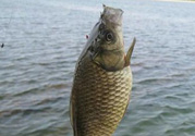 秋天黑坑釣鯽魚用什么餌料？秋天黑坑釣鯽魚餌料配方