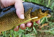 野生鯽魚怎么釣？釣野生鯽魚的技巧