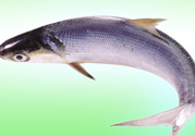 十月份能釣鰱魚嗎？鰱魚幾月份好釣？