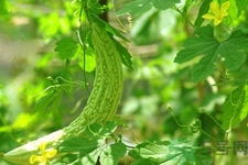 吃苦瓜能增強免疫力嗎？喝苦瓜茶能增強免疫力嗎？